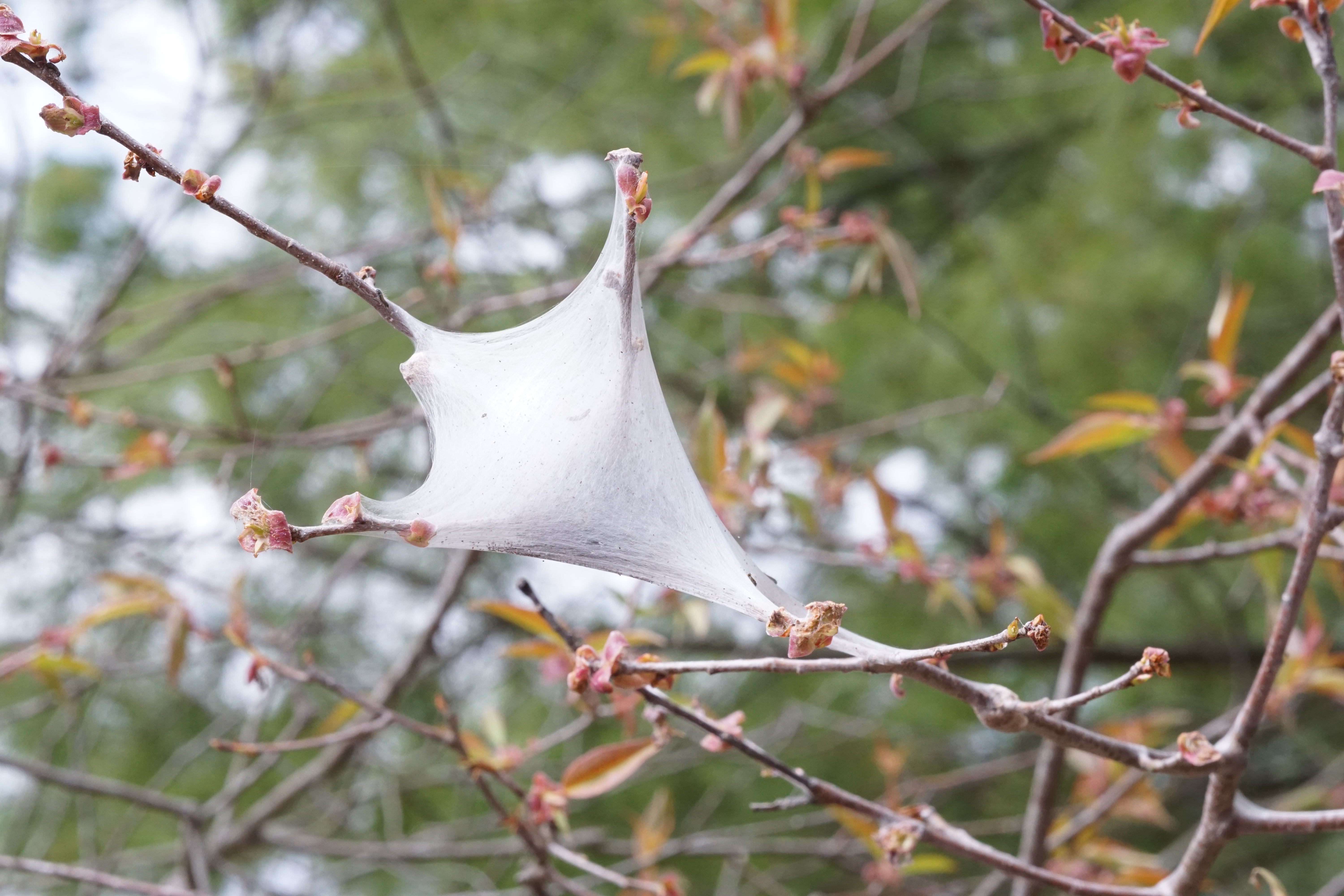 Silken white tent formed in the fork of small tree branches, stretched between twigs with early spring leaves beginning to emerge.
